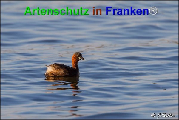 Bild zum Eintrag (1135479-160)