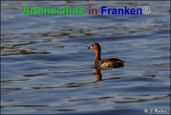 Bild zum Eintrag (1135480-160)