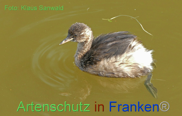 Bild zum Eintrag (1135481-160)