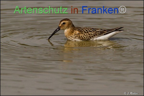 Bild zum Eintrag (1135492-160)