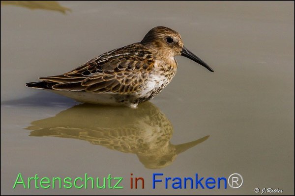 Bild zum Eintrag (1135494-160)