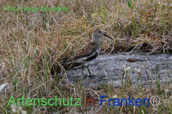 Bild zum Eintrag (1135496-160)