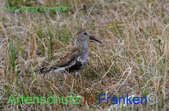 Bild zum Eintrag (1135497-160)