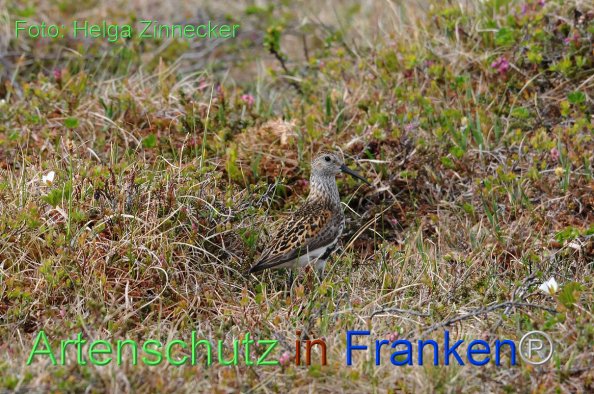 Bild zum Eintrag (1135499-160)