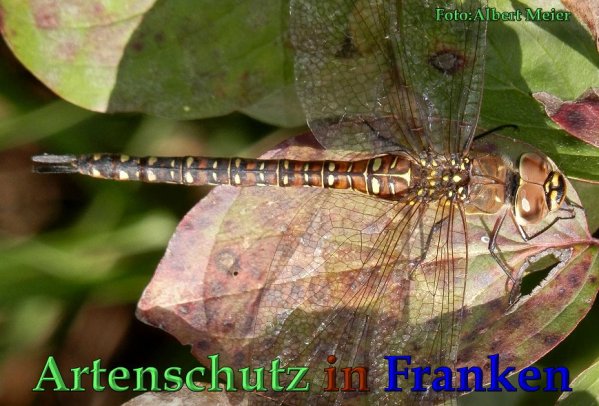 Bild zum Eintrag (1135534-160)