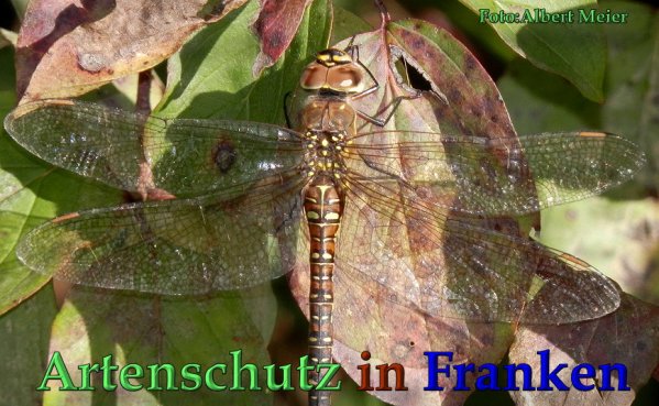 Bild zum Eintrag (1135535-160)