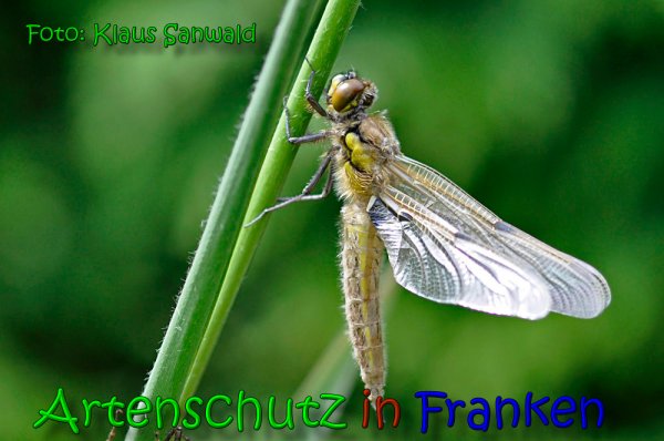 Bild zum Eintrag (1135537-160)