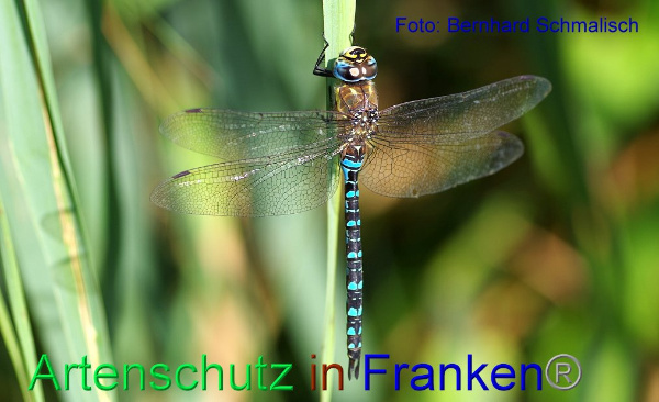 Bild zum Eintrag (1135541-160)