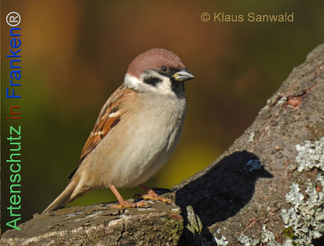 Bild zum Eintrag (1135575-160)