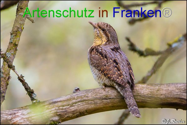 Bild zum Eintrag (1135578-160)