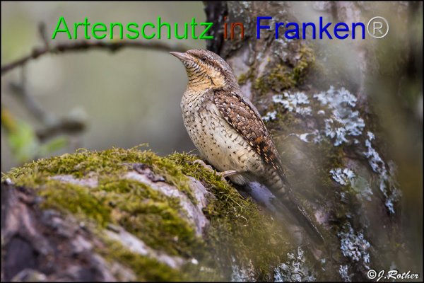 Bild zum Eintrag (1135582-160)