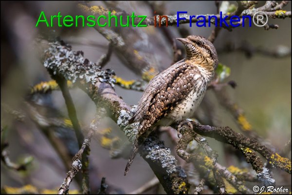 Bild zum Eintrag (1135583-160)