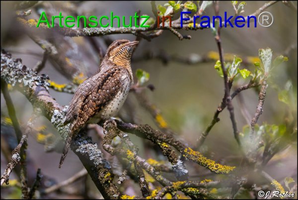 Bild zum Eintrag (1135584-160)