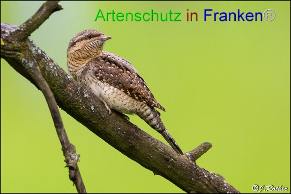 Bild zum Eintrag (1135585-160)