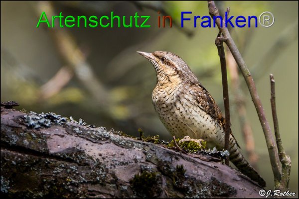 Bild zum Eintrag (1135587-160)