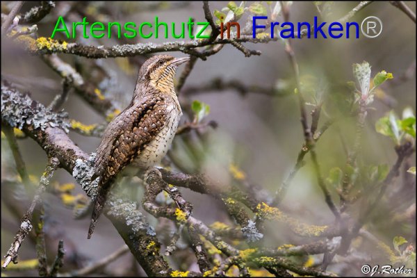 Bild zum Eintrag (1135588-160)