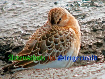 Bild zum Eintrag (1135591-160)