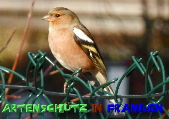 Bild zum Eintrag (1135600-160)