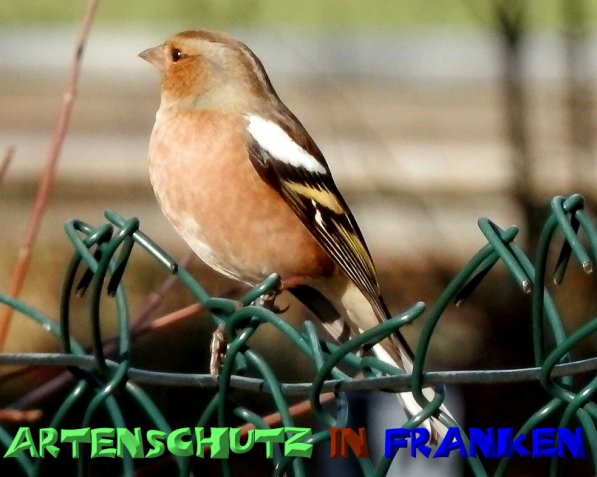 Bild zum Eintrag (1135601-160)