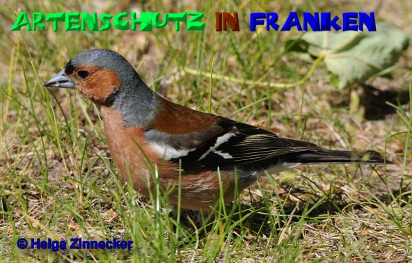 Bild zum Eintrag (1135602-160)