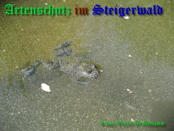 Bild zum Eintrag (1135615-160)