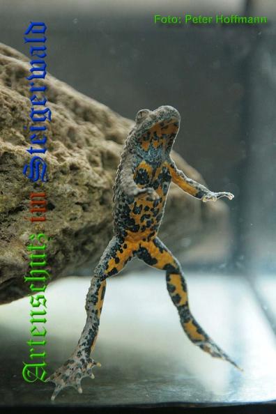 Bild zum Eintrag (1135618-160)