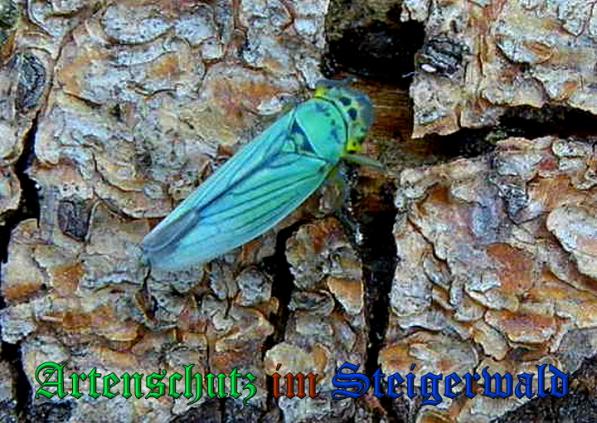 Bild zum Eintrag (1135689-160)