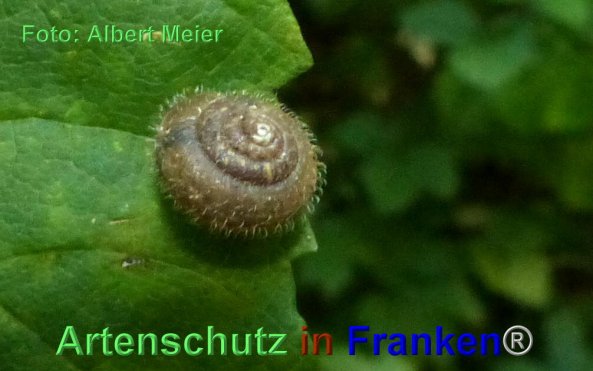 Bild zum Eintrag (1135727-160)