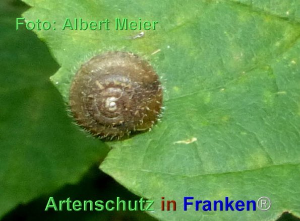 Bild zum Eintrag (1135728-160)