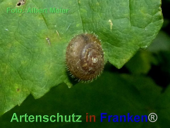 Bild zum Eintrag (1135729-160)