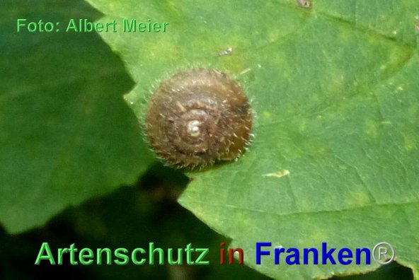 Bild zum Eintrag (1135730-160)