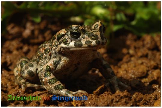 Bild zum Eintrag (1135769-160)