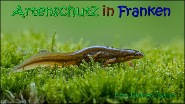 Bild zum Eintrag (1135784-160)