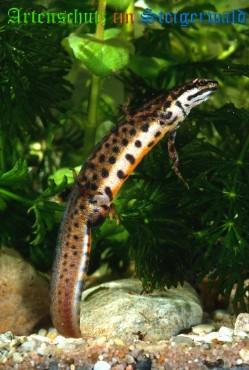 Bild zum Eintrag (1135785-160)