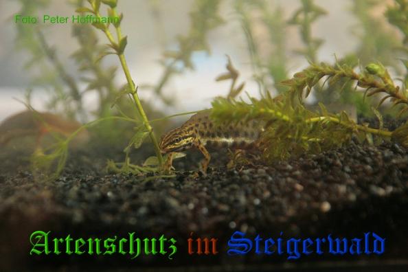 Bild zum Eintrag (1135787-160)