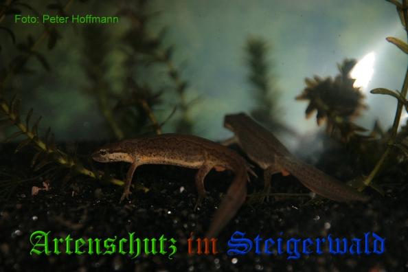 Bild zum Eintrag (1135789-160)