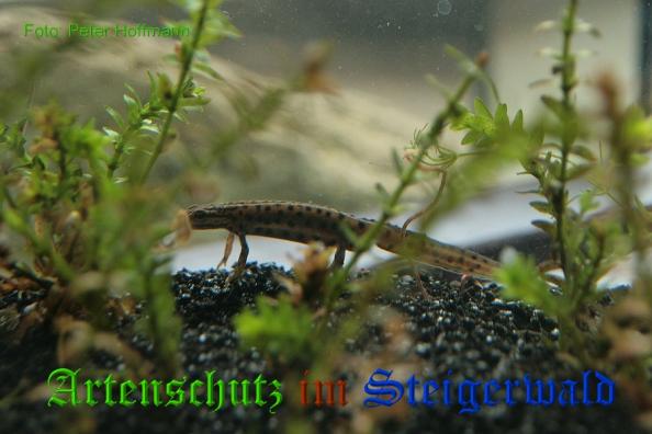 Bild zum Eintrag (1135791-160)