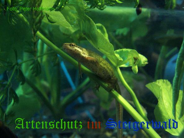 Bild zum Eintrag (1135793-160)