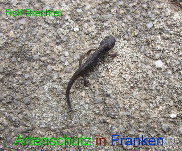 Bild zum Eintrag (1135795-160)