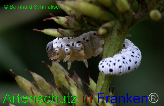 Bild zum Eintrag (1135825-160)