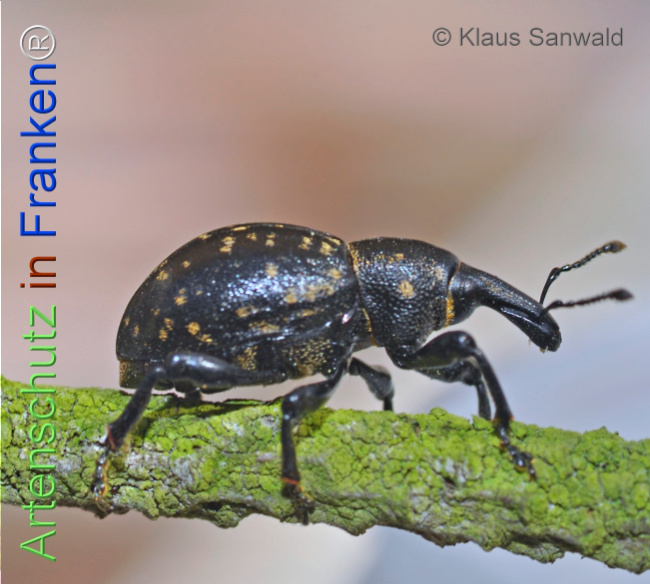 Bild zum Eintrag (1135851-160)