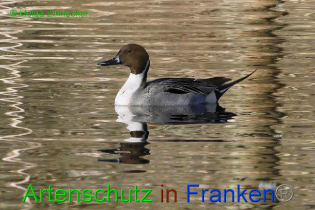 Bild zum Eintrag (1135860-160)