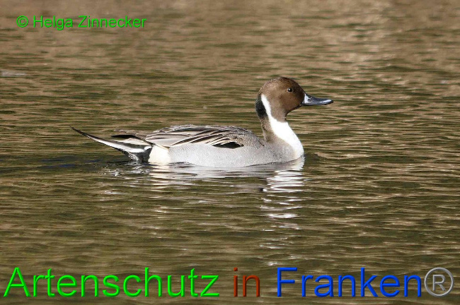 Bild zum Eintrag (1135861-160)