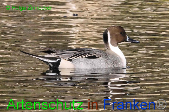 Bild zum Eintrag (1135862-160)