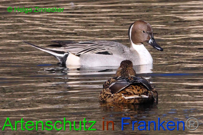 Bild zum Eintrag (1135863-160)