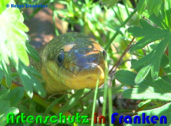 Bild zum Eintrag (1135912-160)