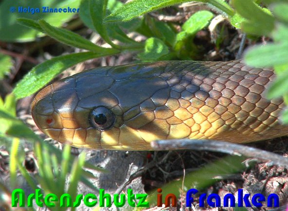 Bild zum Eintrag (1135913-160)