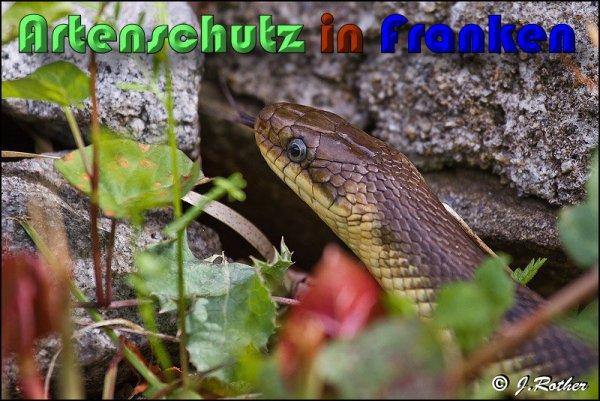 Bild zum Eintrag (1135914-160)