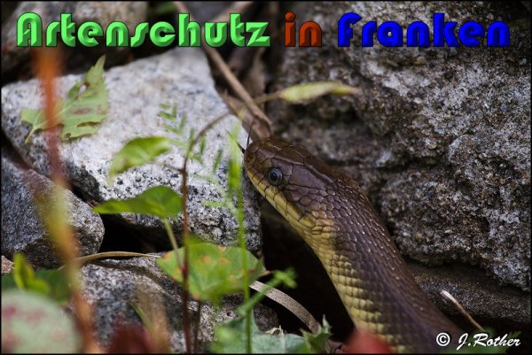 Bild zum Eintrag (1135917-160)