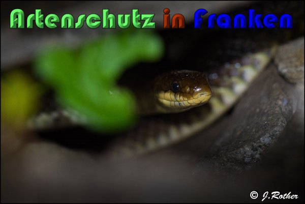 Bild zum Eintrag (1135920-160)